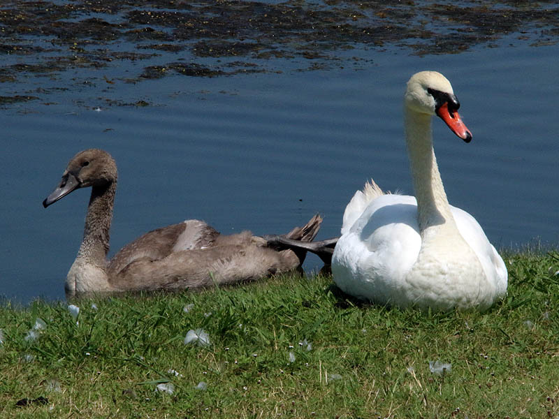 I'm beginning to worry that the young swan has injured his leg somehow. 