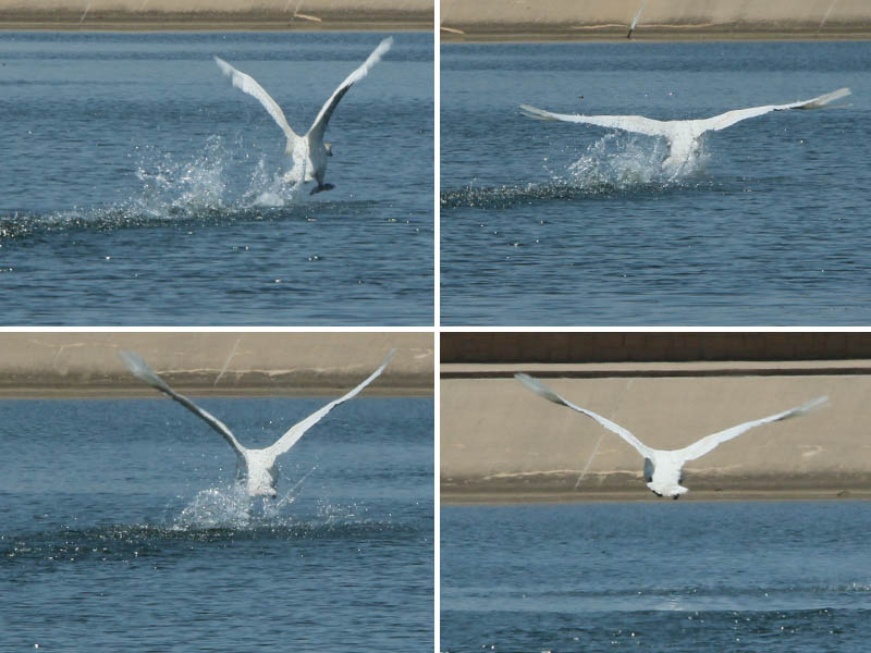 A takeoff sequence.  Getting airborne is not easy for a bird the size of a mute swan.