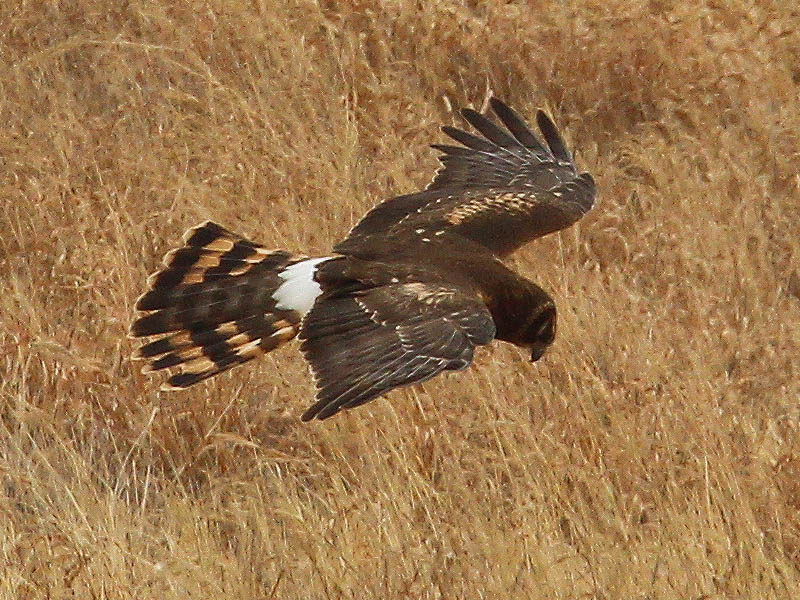 A female Northern Harrier hunting low to the ground.