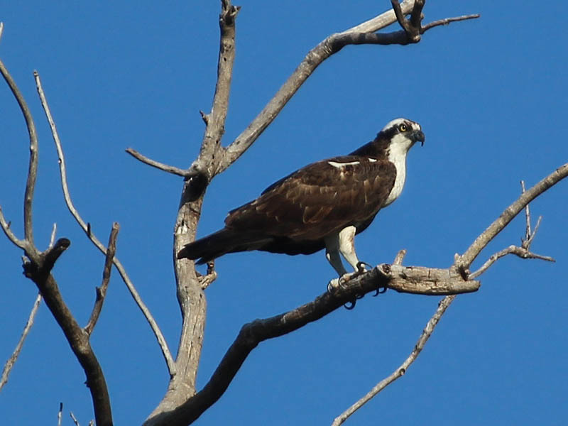 An Osprey watching for fish from his perch high on a dead tree.
