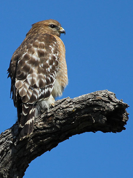 A Red-shouldered Hawk surveying his domain.