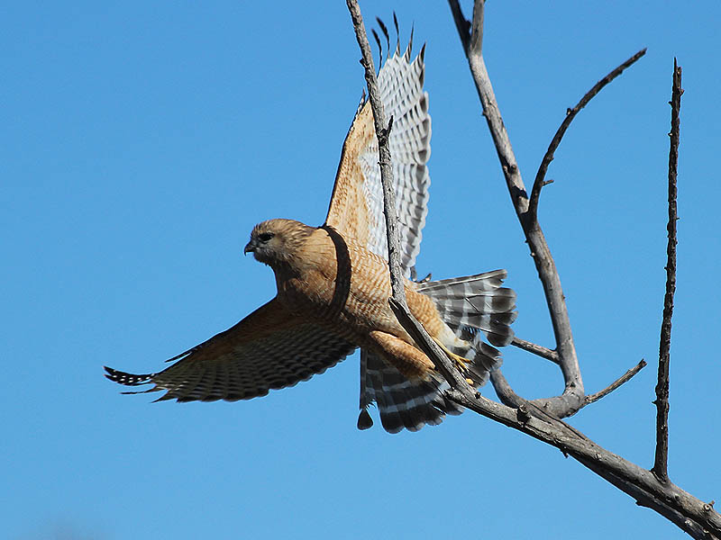 A young Red-shouldered Hawk taking flight.