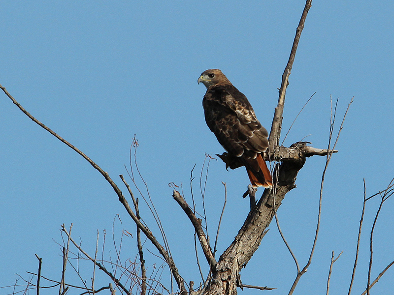 A Red-tailed Hawk clearly displaying its signature red tail.