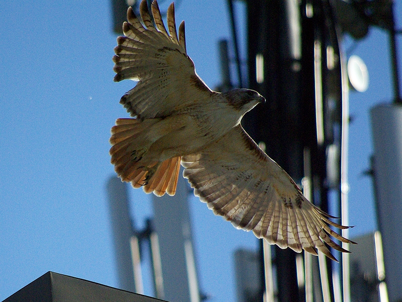 A Red-tailed Hawk photographed near its nest located atop a cell phone tower.