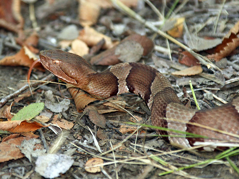 Broad-banded Copperhead