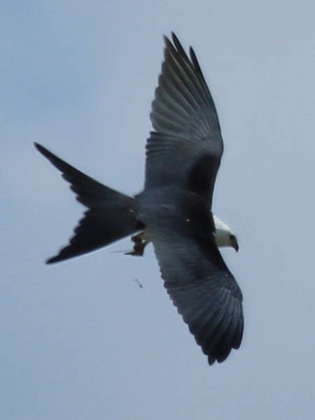 A Swallow-tailed Kite as seen from above.