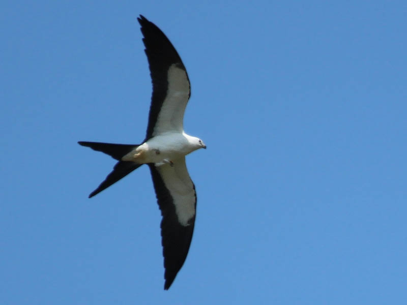 A Swallow-tailed Kite in flight.
