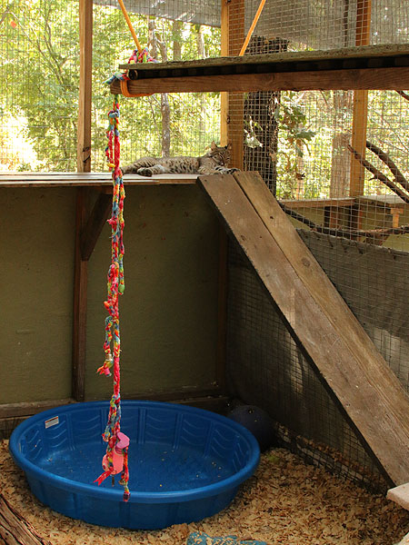 Josey dozing in her new enclosure.