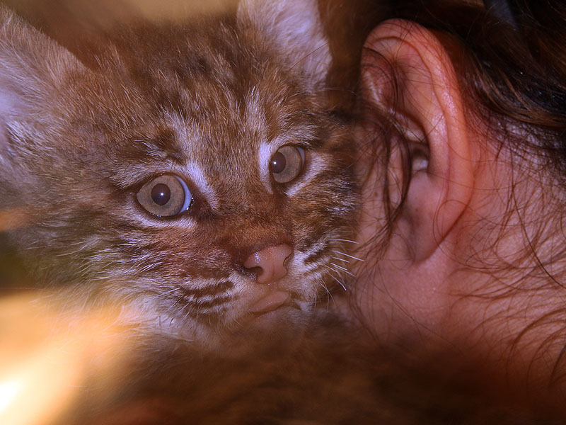 Devon, one of the two kittens rescued from a burn pile.