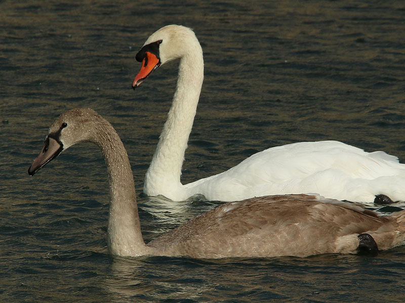 The cygnet with the adult male.