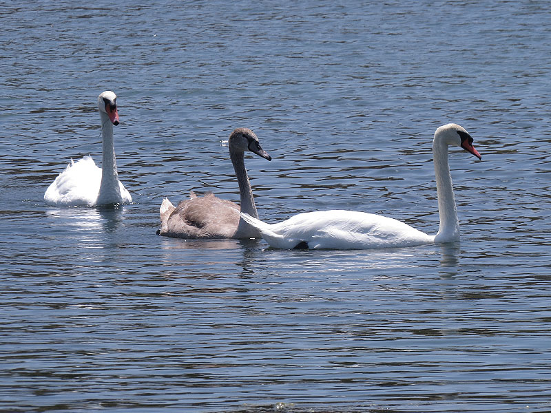The swan family.