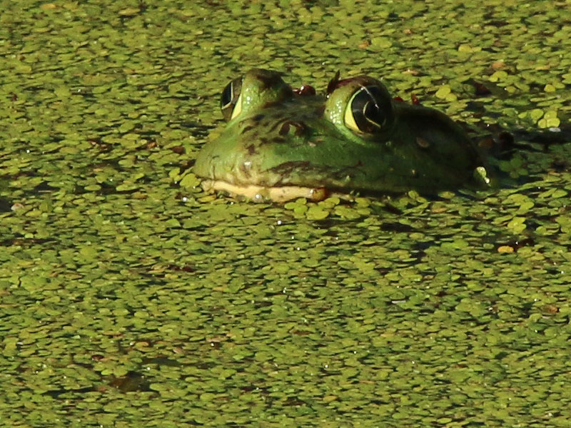 And adult American Bullfrog.
