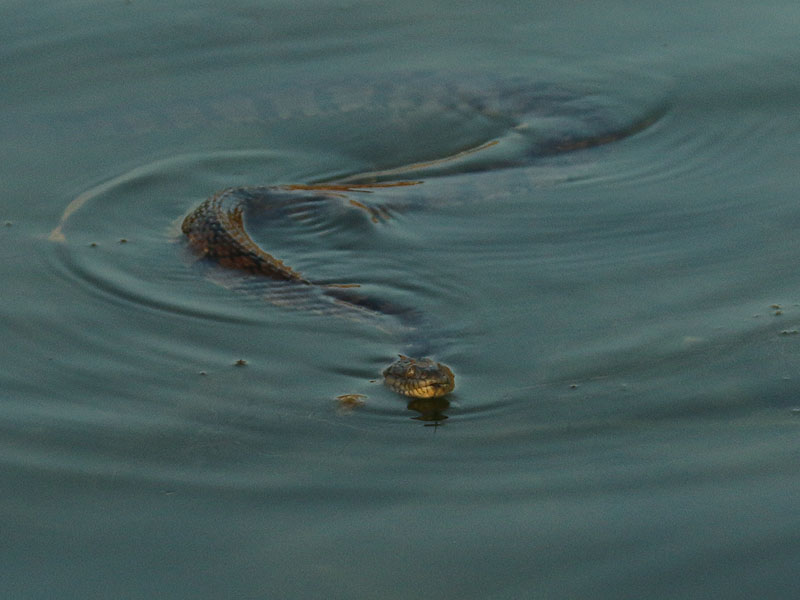 A Diamondback Water Snake swimming across the lake.
