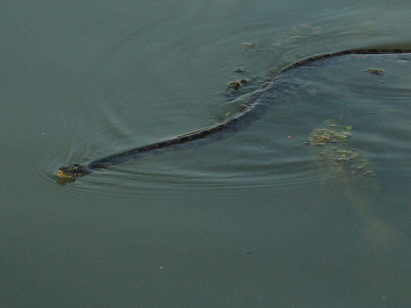 The Diamondback Water Snake is nonvenomous and harmless.