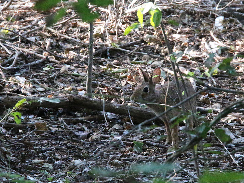 A cautious Eastern Cottontail making his way through the rookery.