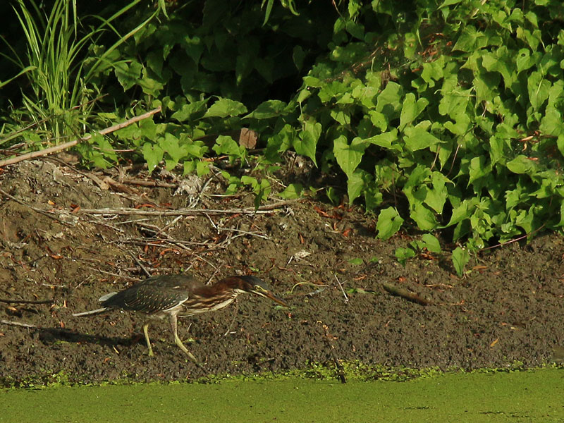 A Green Heron Hunting near the banks of a small pond.