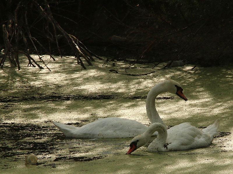A pair of Mute Swans feeding on duckweed.