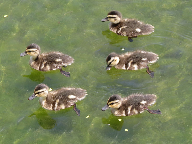 The ducklings were very active.