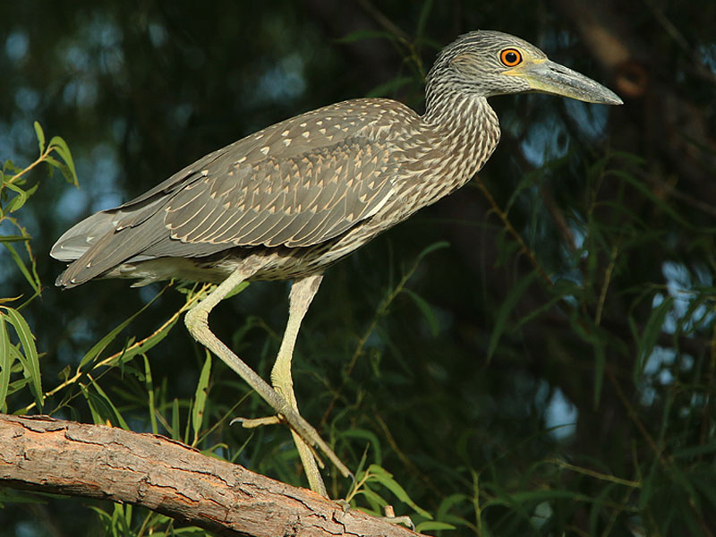 Yellow-crowned Night Herons are often very tolerant of observation.