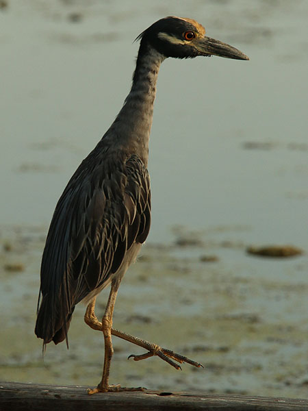 An adult Yellow-crowned Night Heron.