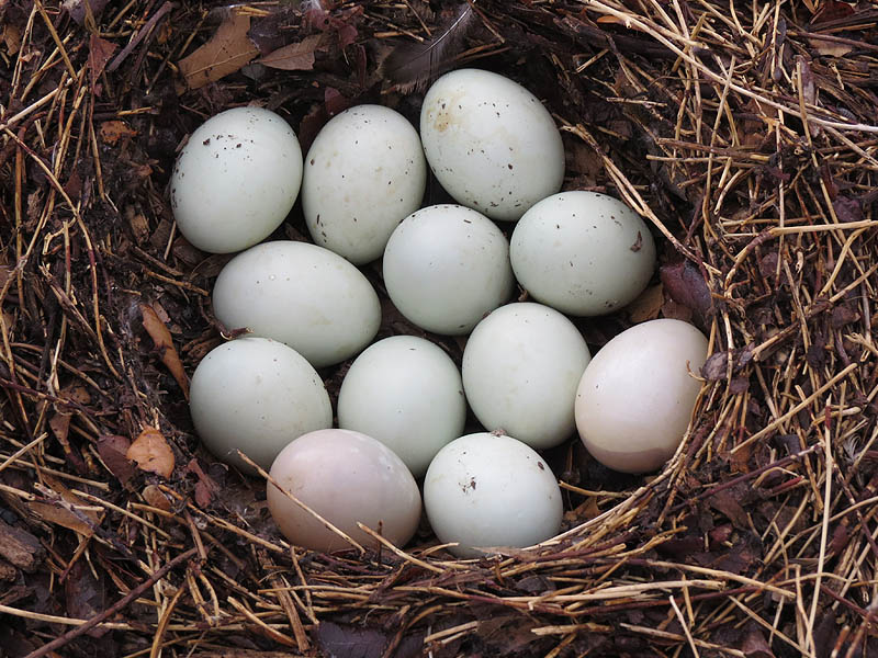 One dozen Mallard eggs.  The two off-color eggs at the bottom are infertile.