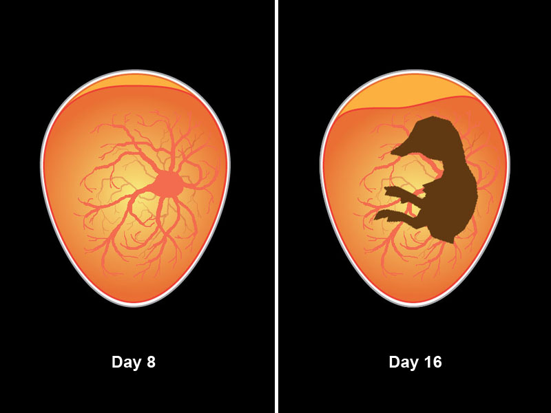 Embryo development through day 16.