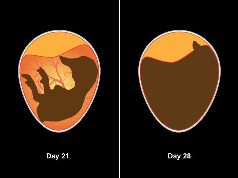 Embryo development from day 21 to just prior to hatching.