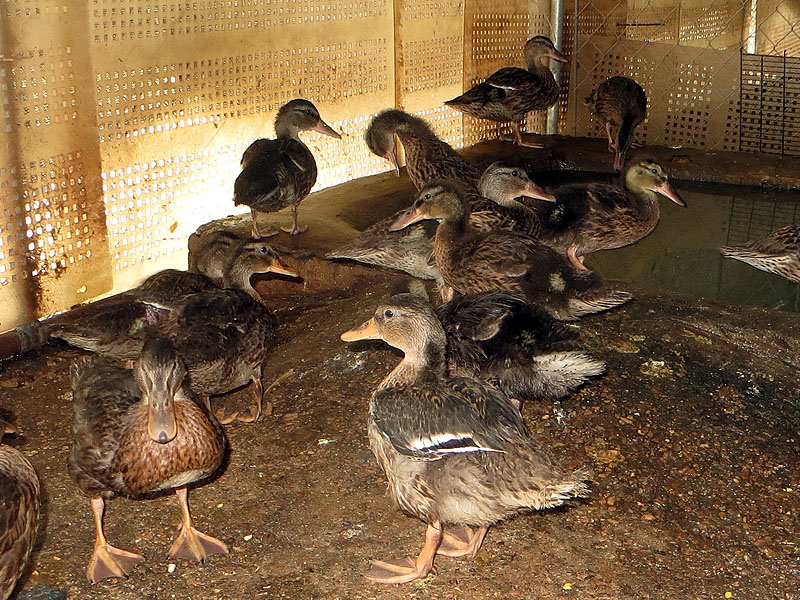 ...and here is what the ducklings look like today.