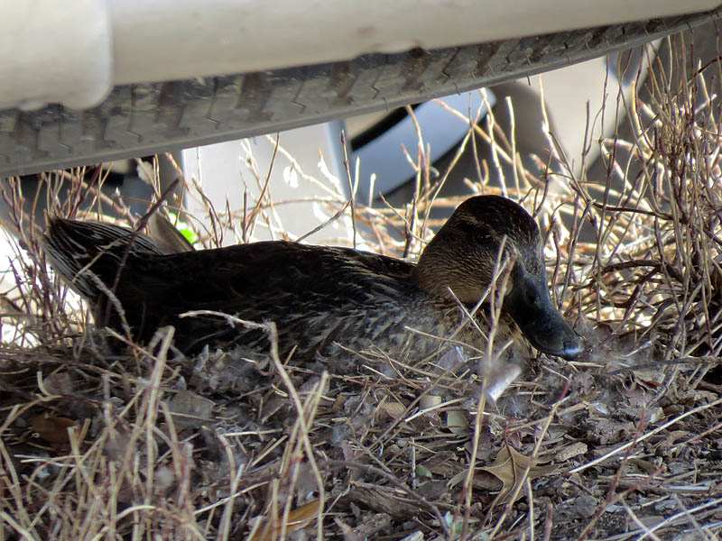 The intrepid mother Mallard soldiered on in spite of the unusual situation.