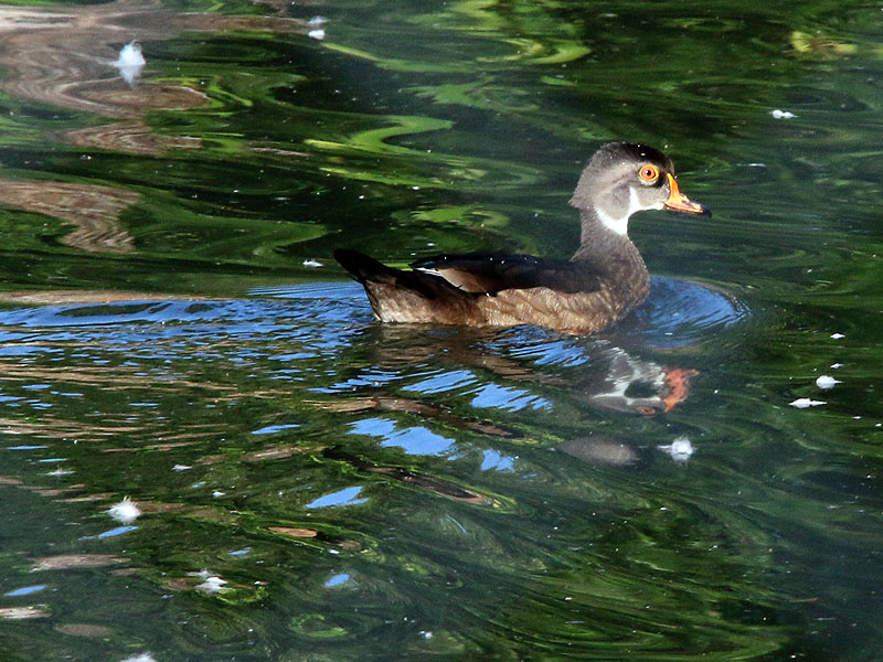 Wood Duck in eclipse.