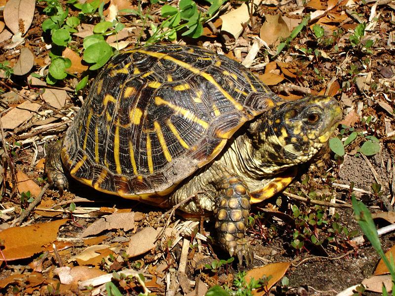 Ornate Box Turtle.  Picture courtesy Wikimedia Commons.