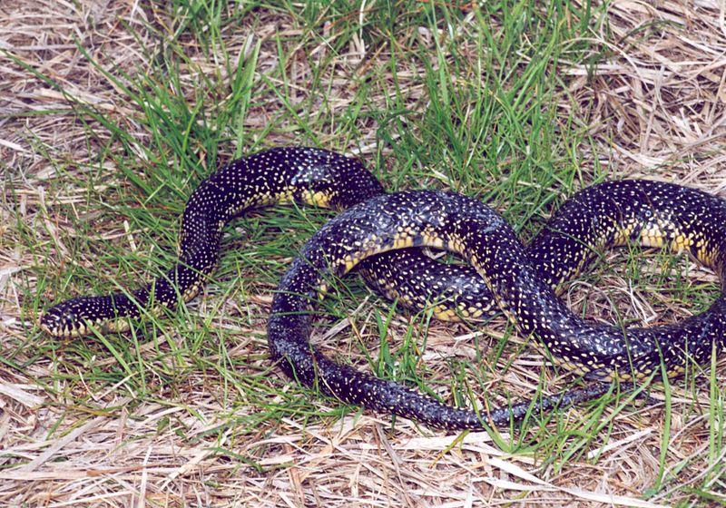Speckled King Snake.  Picture courtesy Wikimedia Commons.