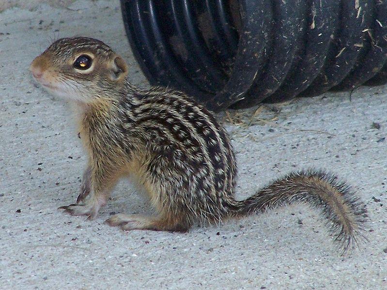 Thirteen-lined Ground Squirrel.  Picture courtesy Wikimedia Commons.