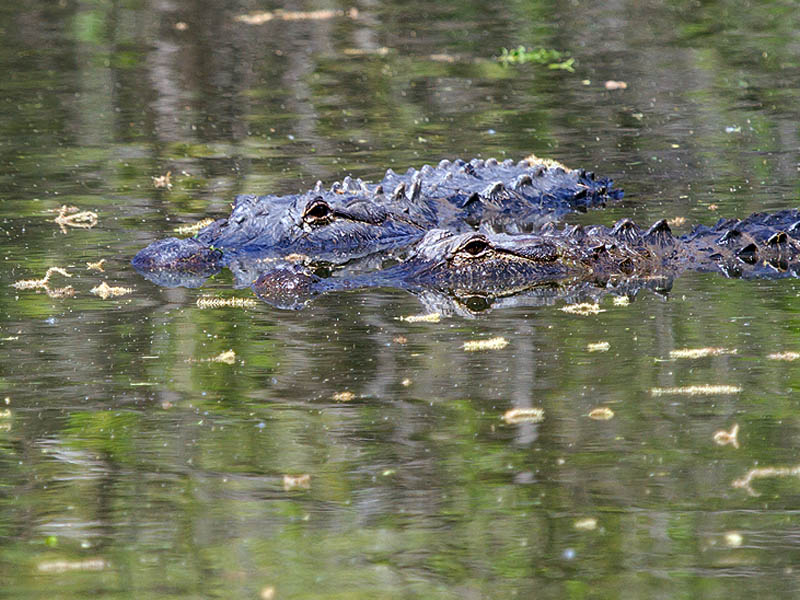 American Alligator.  Photograph courtesy Denver Kramer.