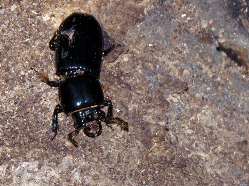 A Betsy Beetle.  Notices the damaged wing cover and the mites on the beetles head.