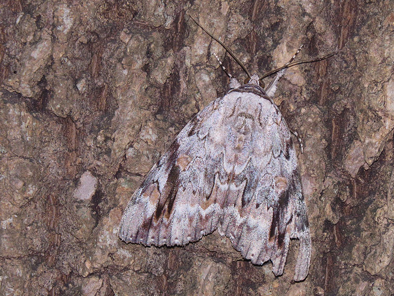  Sad Underwing  Moth with nearly perfect camouflage.