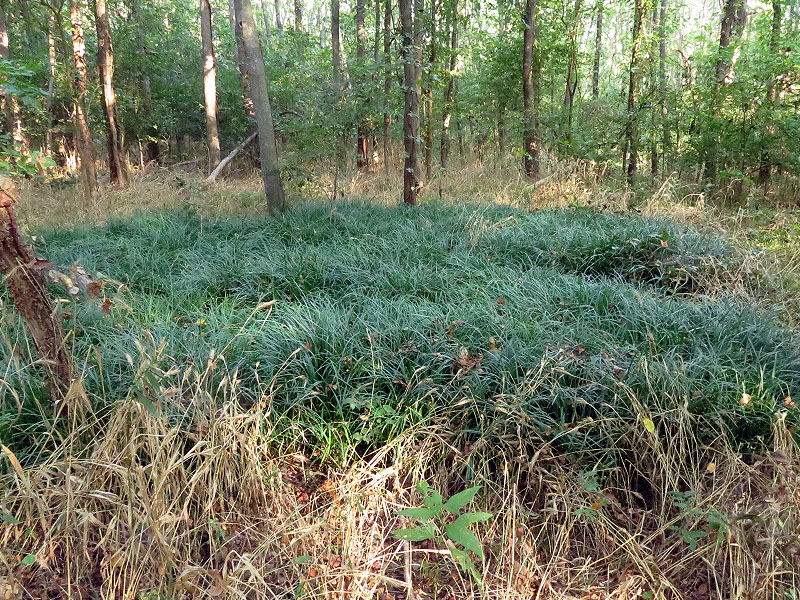 An unusual and localized growth of dark green sedge.