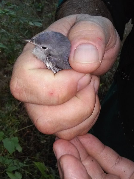 A Blue-gray Gnatcatcher.   This little bird could not fly, but was strong and did not have an apparent injury.  He was released back into the woods.