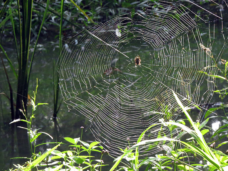 An orb weaver spider deep in the swamplands of the Bruton Bottoms.  This web was easily two feet in diameter.