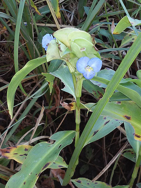 A beautiful light blue flower, possibly a spiderwort.  Photograph courtesy Grant Shepard.