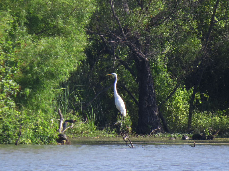 A Great Egret backed by a cadre of basking water turtles and a pair of Green Herons.