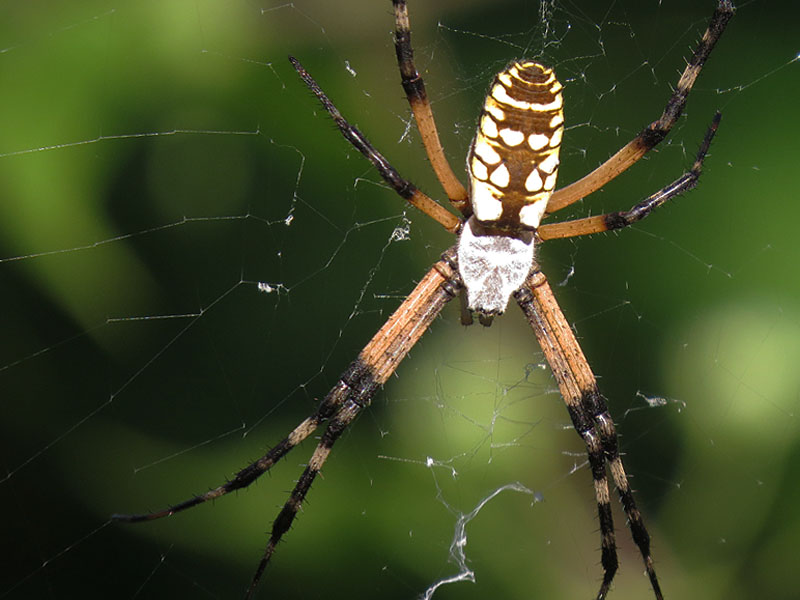 One of the many giant Black and Yellow Garden Spiders we encountered on this hike.