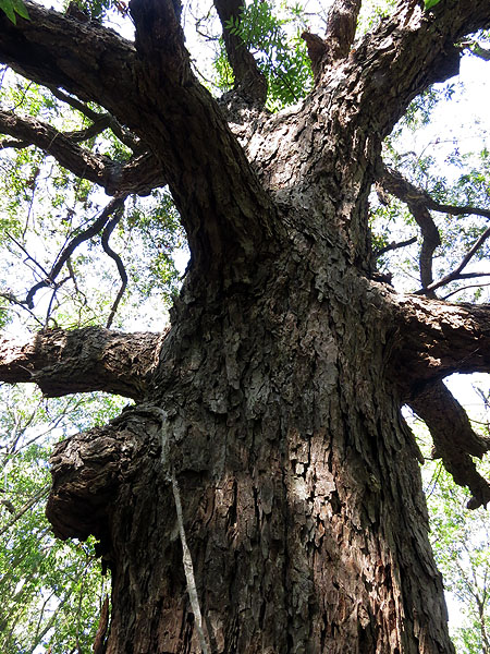The old man of the forest—a giant Pecan Tree stands high above the younger trees of the surrounding forest.  Notice the shed snake skin hanging on the knothole on the bottom left.  This five foot long shedding likely belonged to a Texas Rat Snake.