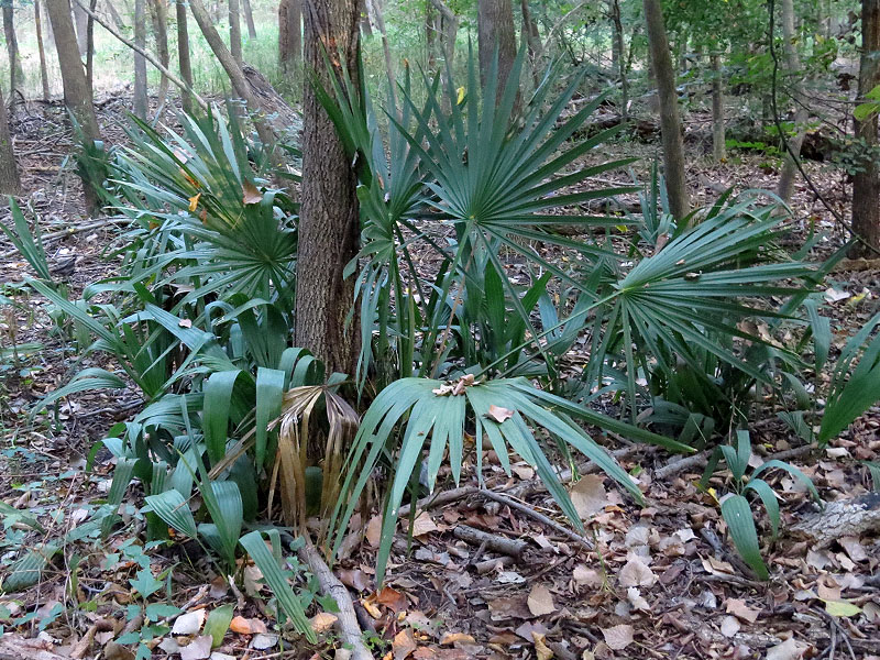 The Dwarf Palmetto looked a little different in the light of day.  On closer inspection we discovered that this plant had many wild inhabitants living on its fronds.
