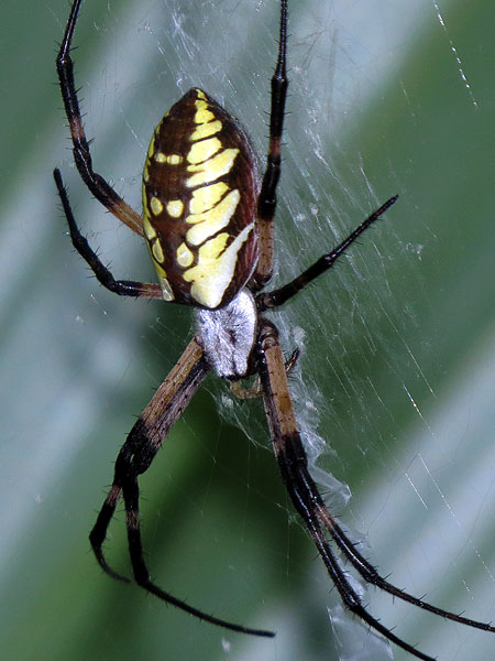 Another Black and Yellow Garden Spider.