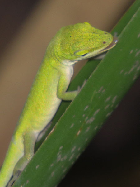 A young female Green Anole.