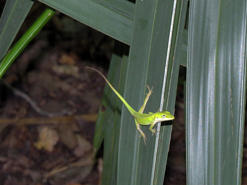 Green Anoles are active and engaging lizards.