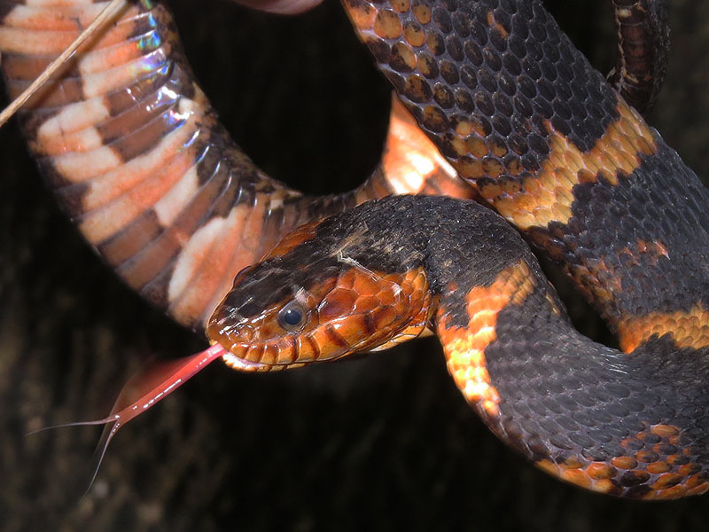 The striking coloration makes it appear as if this snake has been tie-dyed.
