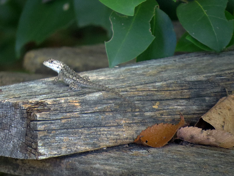 A juvenile Texas Spiny Lizard.