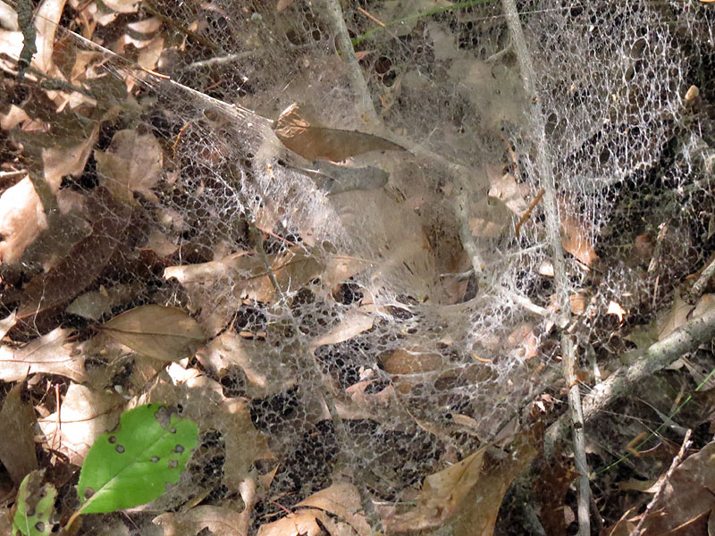 The same web as viewed from the top.